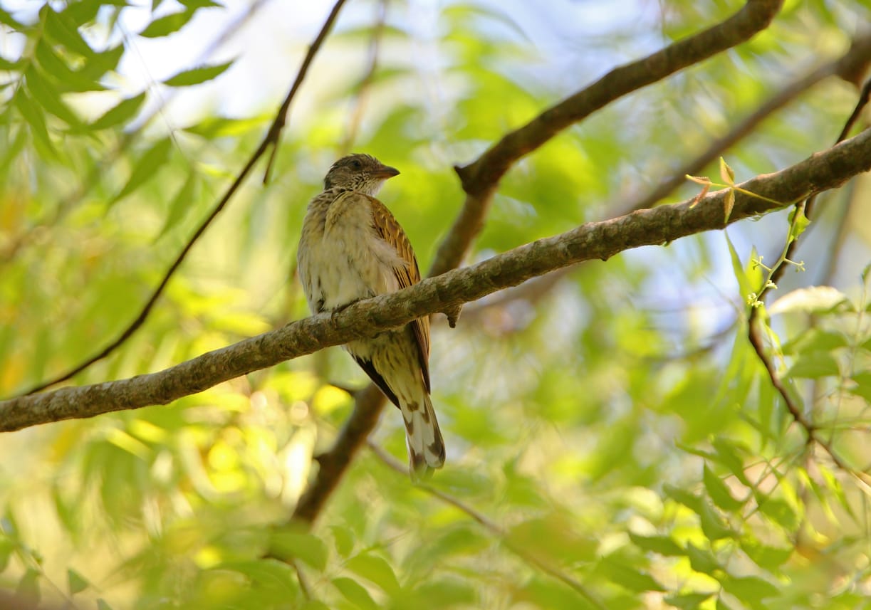 bird