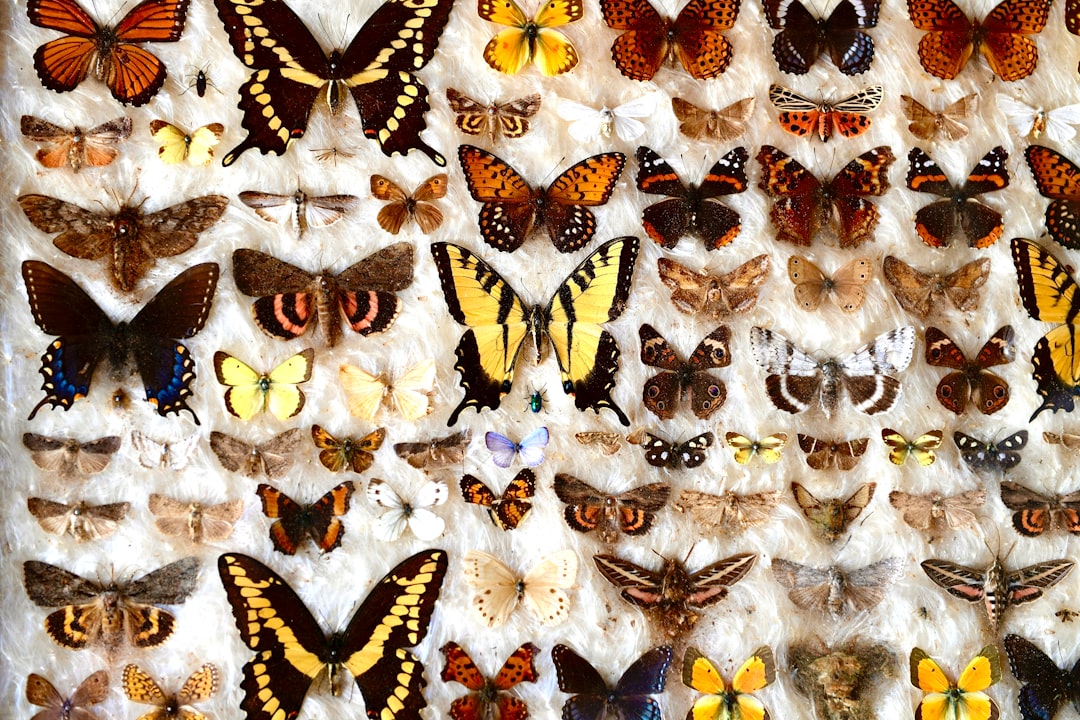 butterflies