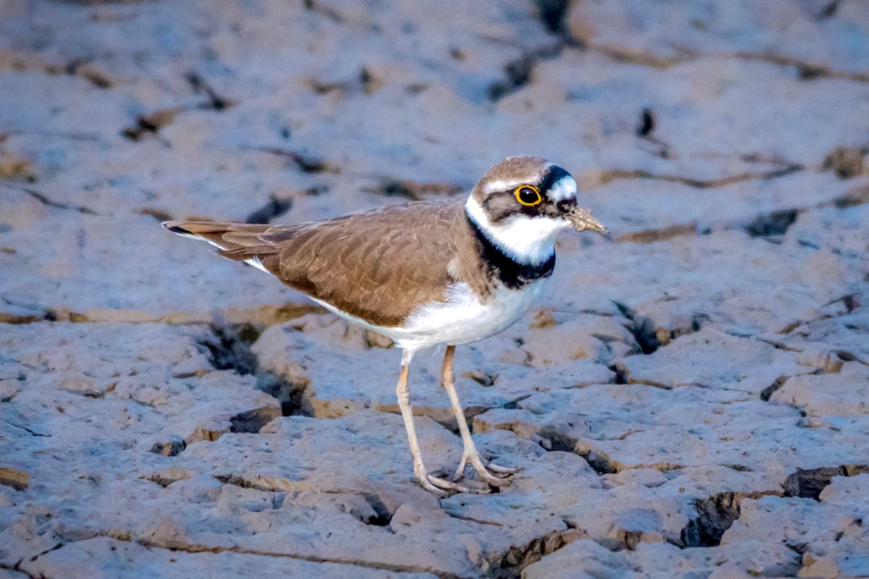 little ringed plover