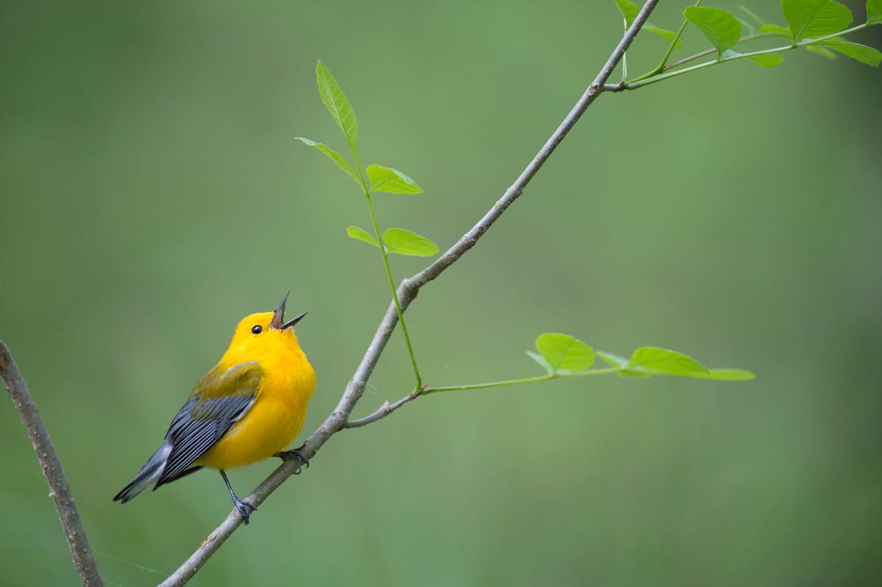 bird
