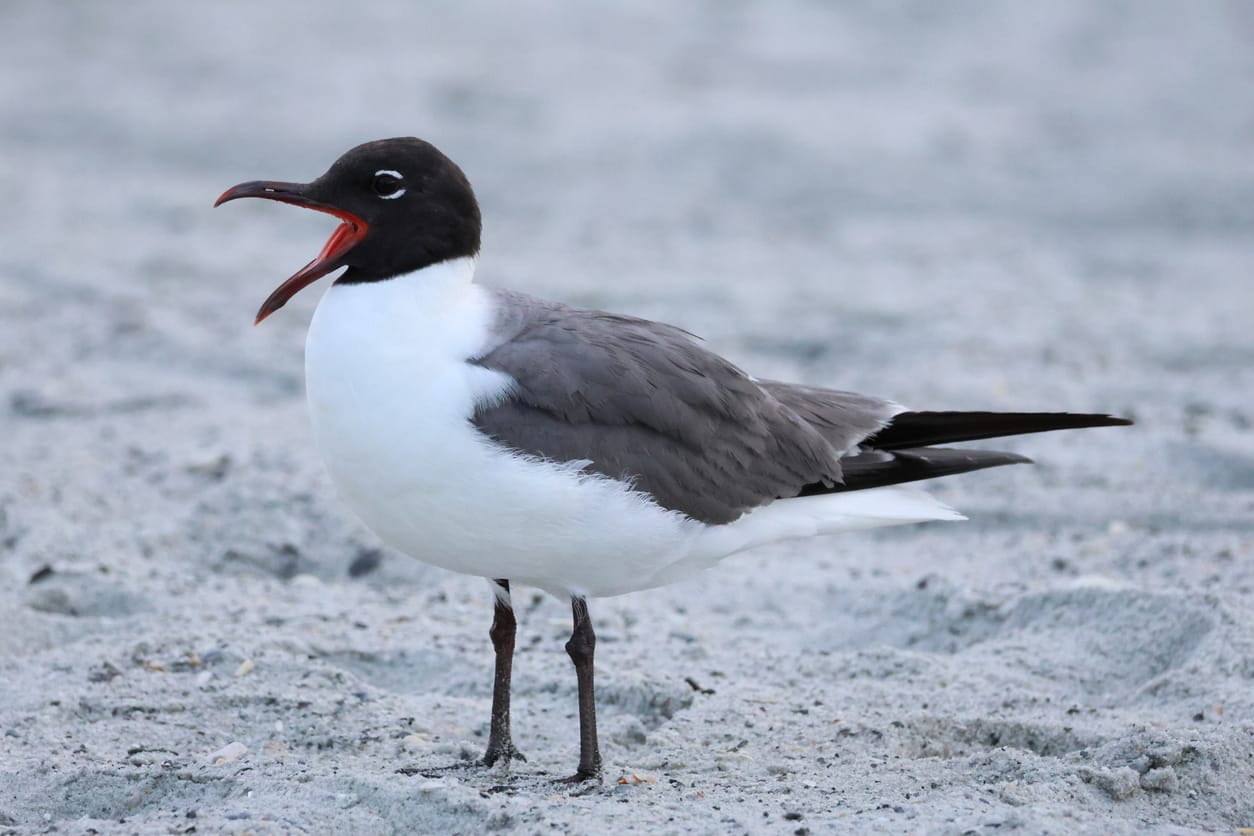 bird