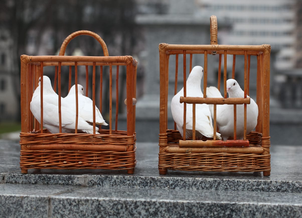 pigeons